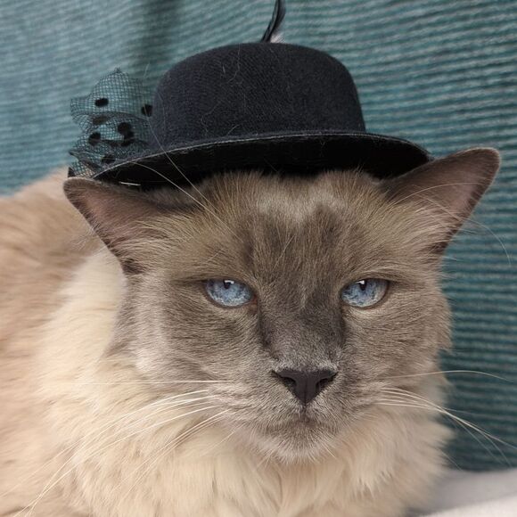 Costume Hat For Pets - Picture 1 of 12